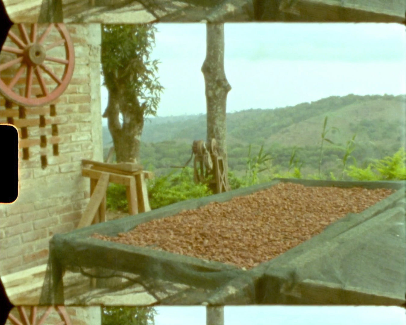 sun dried coffee beans